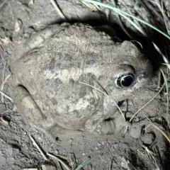 Great Basin Spadefoot thumbnail 4