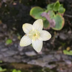 fen grass of Parnassus thumbnail 4