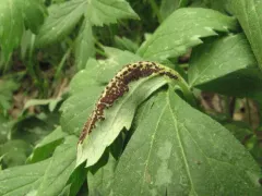 Puccinia hydrophylli thumbnail 3