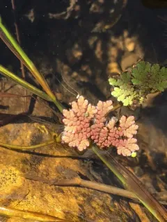 Mexican mosquito fern thumbnail 1