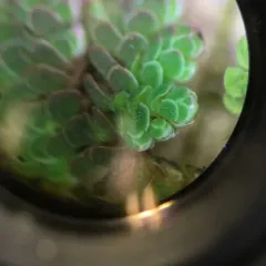 water fern thumbnail 2