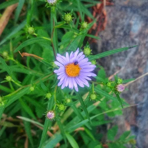 New York aster