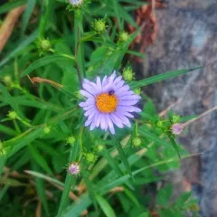 New York aster thumbnail 1