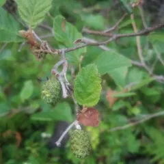 grey alder thumbnail 3