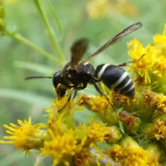 Catskill Potter Wasp thumbnail 2