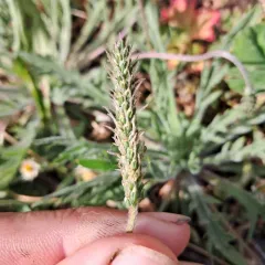 Buck's-horn Plantain thumbnail 4