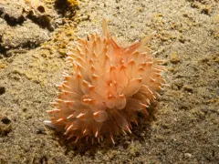 Frosty-tipped Nudibranch thumbnail 4