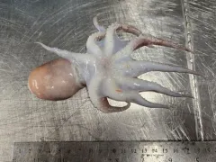 Spoonarm Octopus thumbnail 2