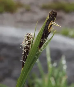 showy sedge thumbnail 4