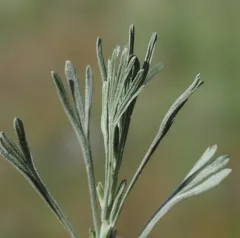 Threetip Sagebrush thumbnail 4