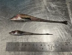 Atlantic Poacher thumbnail 4