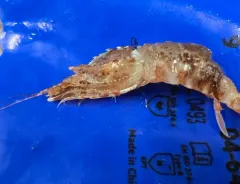 Sars Shrimp thumbnail 2