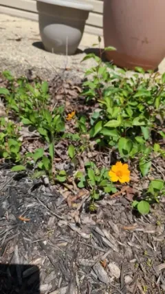 lobed coreopsis thumbnail 3