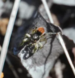 Habronattus ophrys thumbnail 2