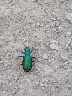 Sagebrush Tiger Beetle thumbnail 3