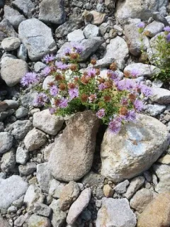Coyote Mint thumbnail 3