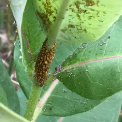 Oleander Aphid thumbnail 3