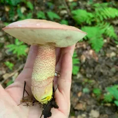 Chrome-footed Bolete thumbnail 3