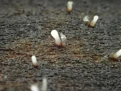 Cornucopiella fusispora thumbnail 4