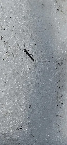 Distinctive Snowfly