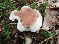 Spruce Tooth thumbnail 2