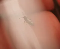 Prothalpia holmbergi thumbnail 3