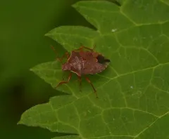 Podisus brevispinus thumbnail 3