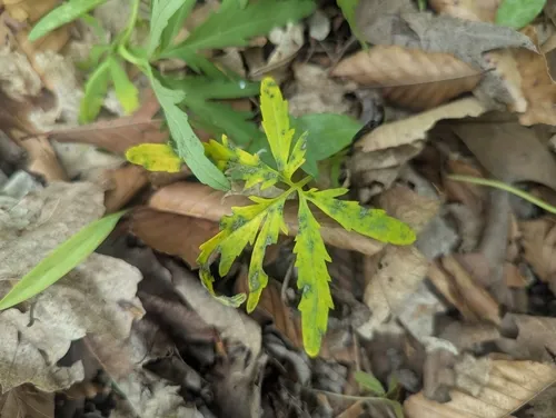 Hyaloperonospora cardamines-laciniatae