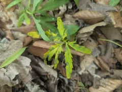 Hyaloperonospora cardamines-laciniatae thumbnail 1