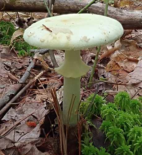 False Death-cap