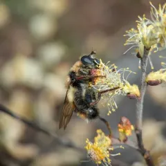 Hairy-cheeked Bumble Fly thumbnail 4