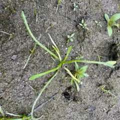 water mudwort thumbnail 4