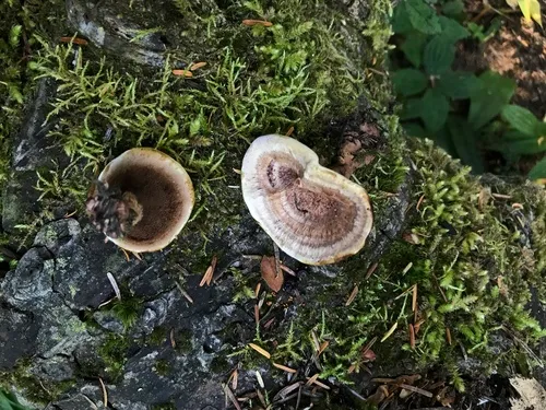 Hydnellum bomiense