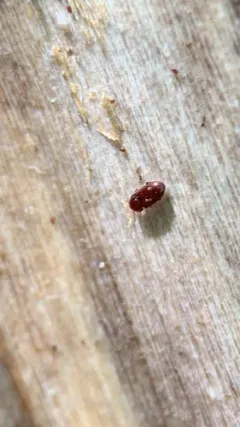 Philothermus glabriculus thumbnail 2