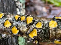 Coccomyces triangularis thumbnail 4