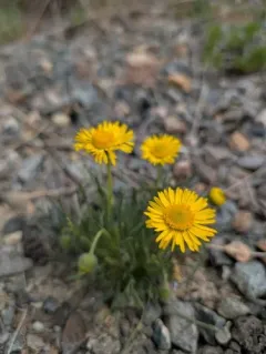 Dwarf Yellow Fleabane thumbnail 3