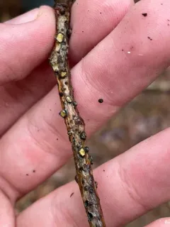 Coccomyces triangularis thumbnail 2