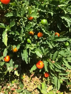 Jerusalem cherry thumbnail 4