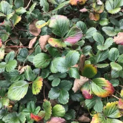 beach strawberry thumbnail 3