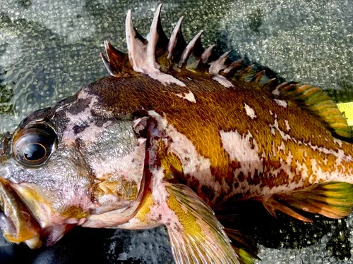Gopher Rockfish