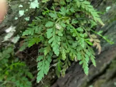 mountain spleenwort thumbnail 4