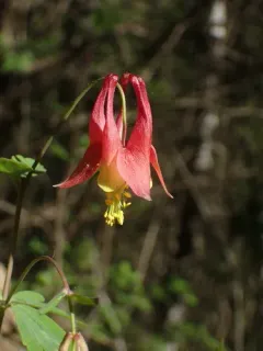 red columbine thumbnail 3