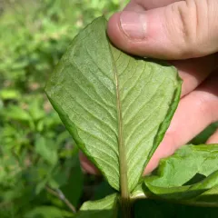 Jack-in-the-Pulpit Rust thumbnail 2