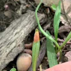 spring beauty rust thumbnail 4