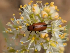 Nemognatha scutellaris thumbnail 3