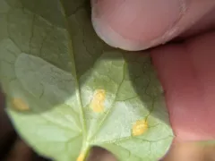 Puccinia orbicula thumbnail 2