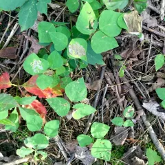 American hog-peanut thumbnail 3