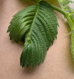 Woolly Elm Aphid thumbnail 3