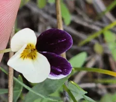 hall's violet thumbnail 4