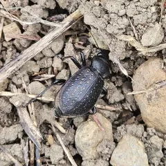 Calosoma tepidum thumbnail 2